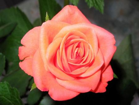its 4 u